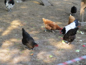 Aktionen KITA Hoppeditz